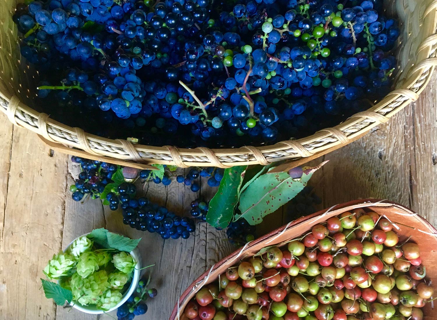 Food Lab at SHO: vegan gastronomy in a cold climate | wild grapes, hops & hawthorn berries all from the farm