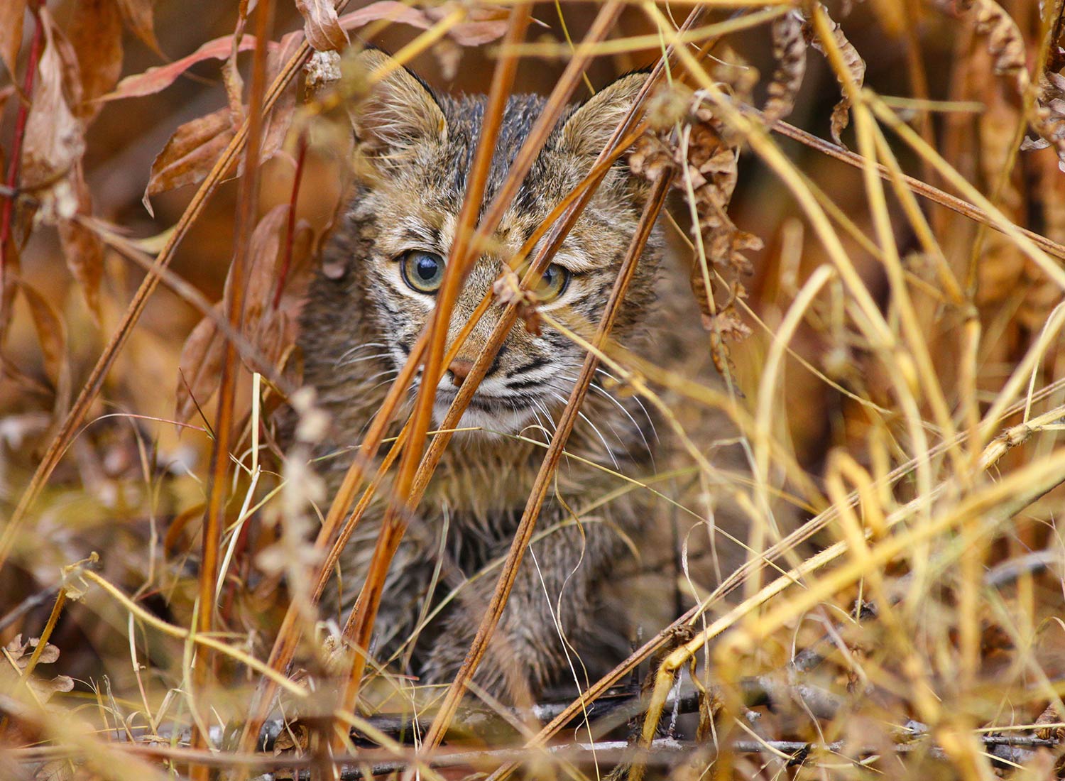 Photo © Susan C. Morse, SHO Farm's wildlife biologist | one of our land stewardship practices is to ensure safe & healthy habitat for wildlife like this bobcat