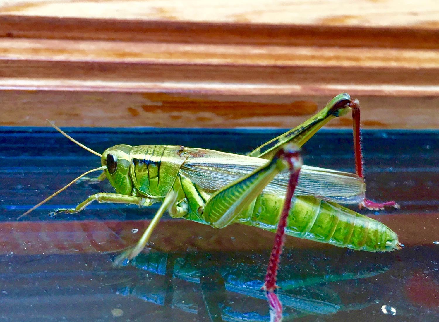 Sanctuary at SHO: redefining animal agriculture | partnering with wildlife, even small insects like this grasshopper, to steward non-harming perennial food systems while ensuring safe & healthy habitat